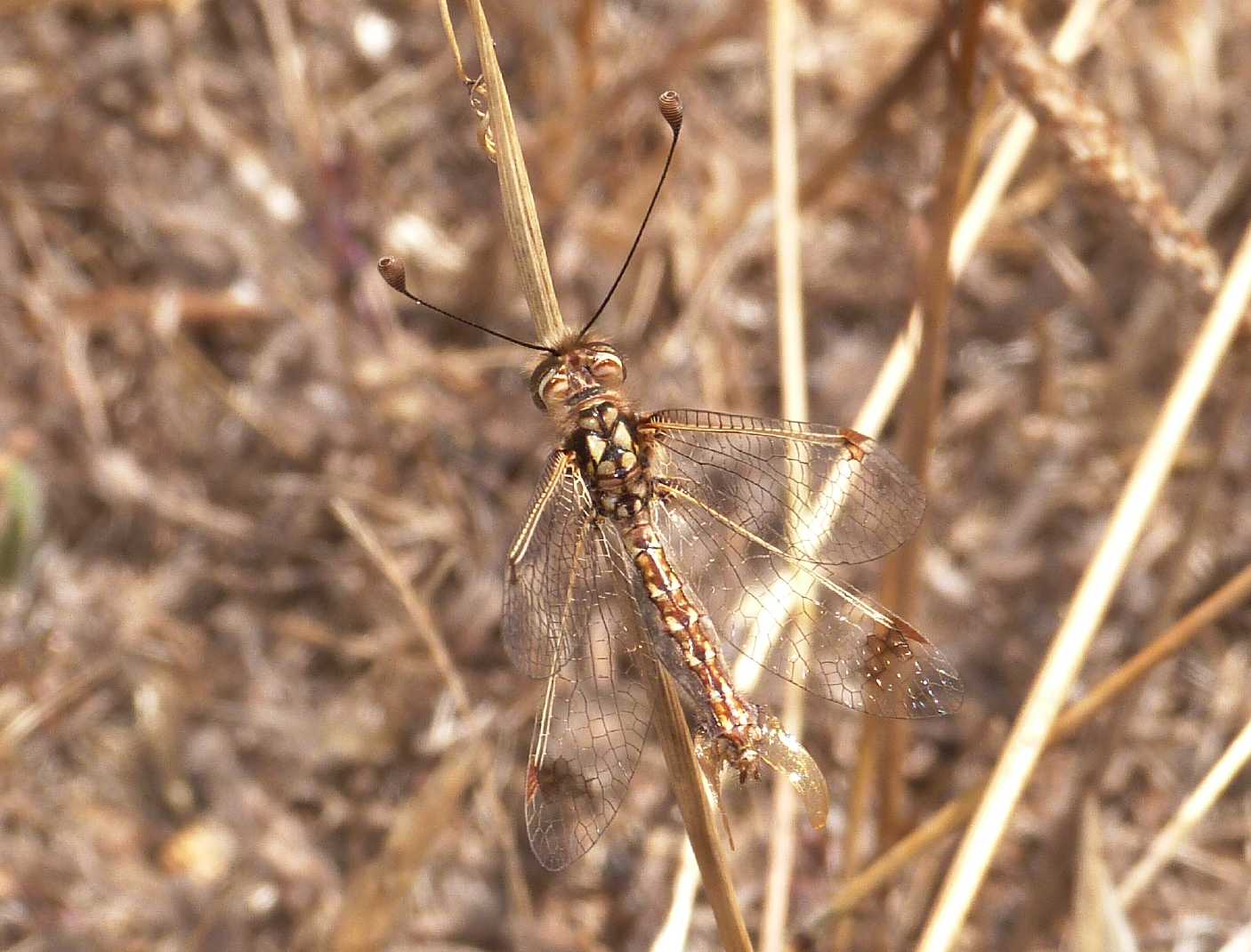 Deleproctophylla australis